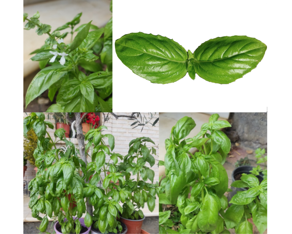 basil-in-pots-basil-in-the-garden-everything-you-need-to-know