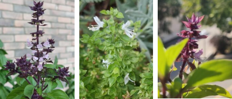 Basil in pots - Basil in the garden – Everything you need to know