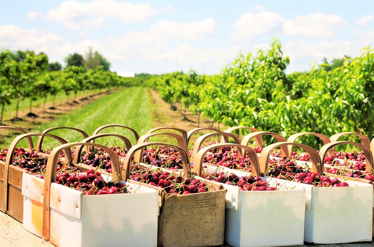 Cherries Harvesting and Yield per Hectare – Do you pick cherries with the stem on or off?