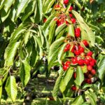 Cherry Tree Fertilization