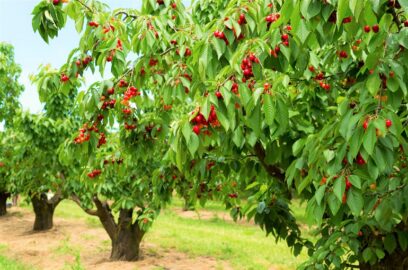Cherry Tree Plant Information