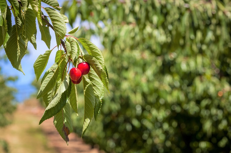 Cherry Tree Propagation and Pollination