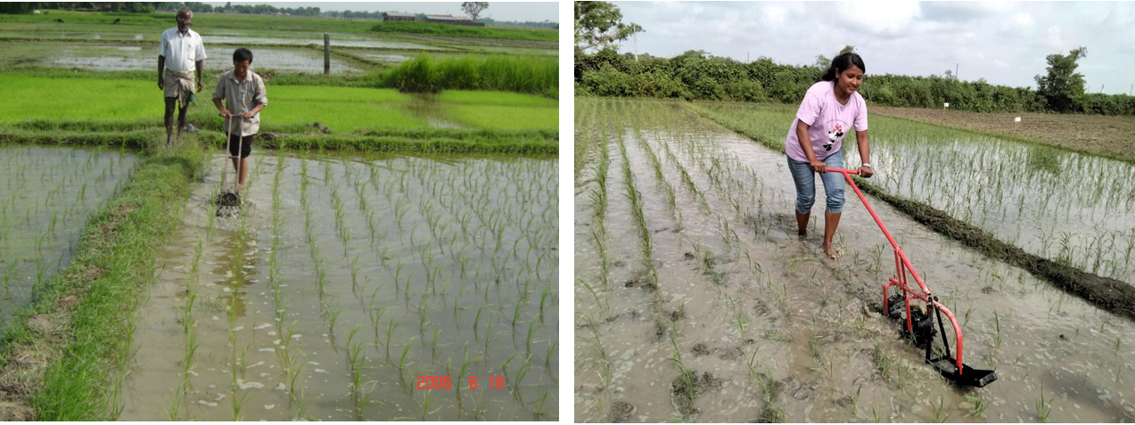 Rice sustainable farming and SRI (System of Rice Intensification) method