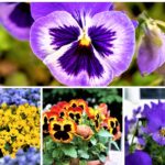 How to care for pansies in the garden and pots