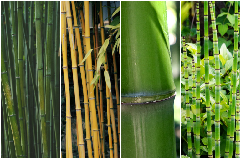 bamboo shoots plant