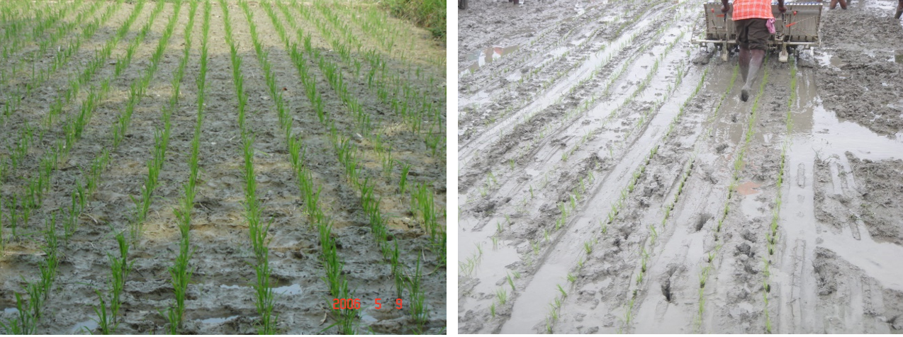 Rice sustainable farming and SRI System of Rice Intensification