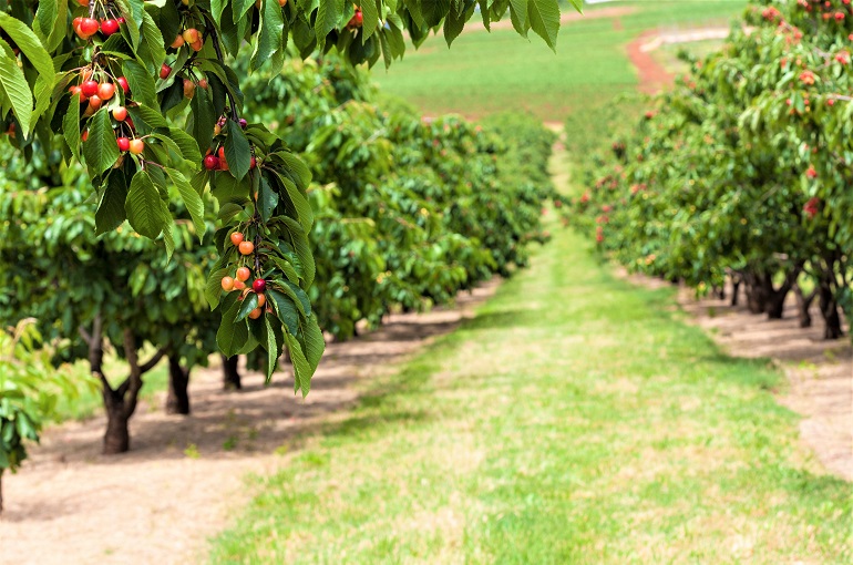 Growing Cherry Trees for Profit - Wikifarmer