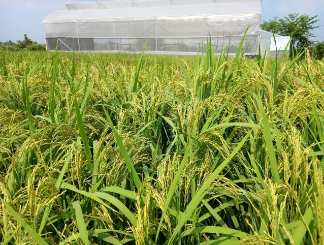 Direct Dry Seeded Rice production technology 