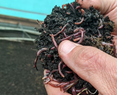 A Lot Of Live Earthworms In The Manure Background Earthworms For