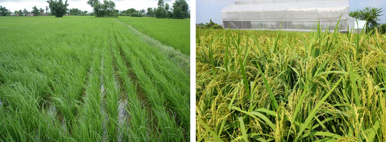 Rice sustainable farming and SRI System of Rice Intensification