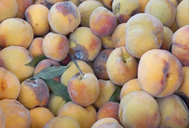 Brown Rot in peach cultivation - Prevention and (Pest) Management in the area of Pella