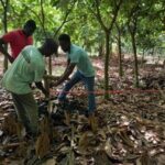 Cacao Soil requirements and Planting distances
