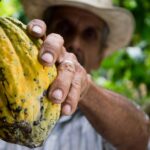 Cacao production Challenges and Management Strategies