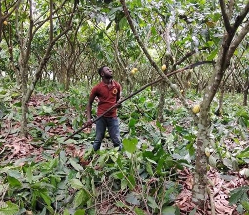 Cacao pruning