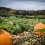 Mechanical Weeding - Application in Pumpkins