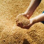 Rendimiento, cosecha y almacenamiento de la cebada - ¿Cuál es el rendimiento medio por hectárea de cebada?