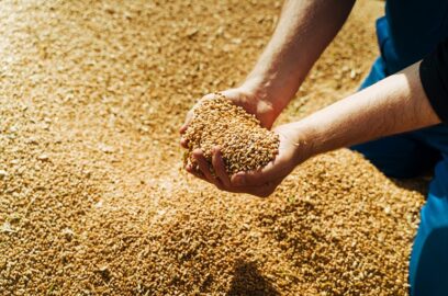 Rendimiento, cosecha y almacenamiento de la cebada - ¿Cuál es el rendimiento medio por hectárea de cebada?