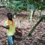 cacao fertilization