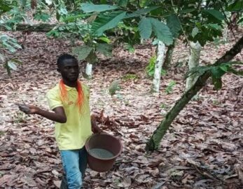 cacao fertilization