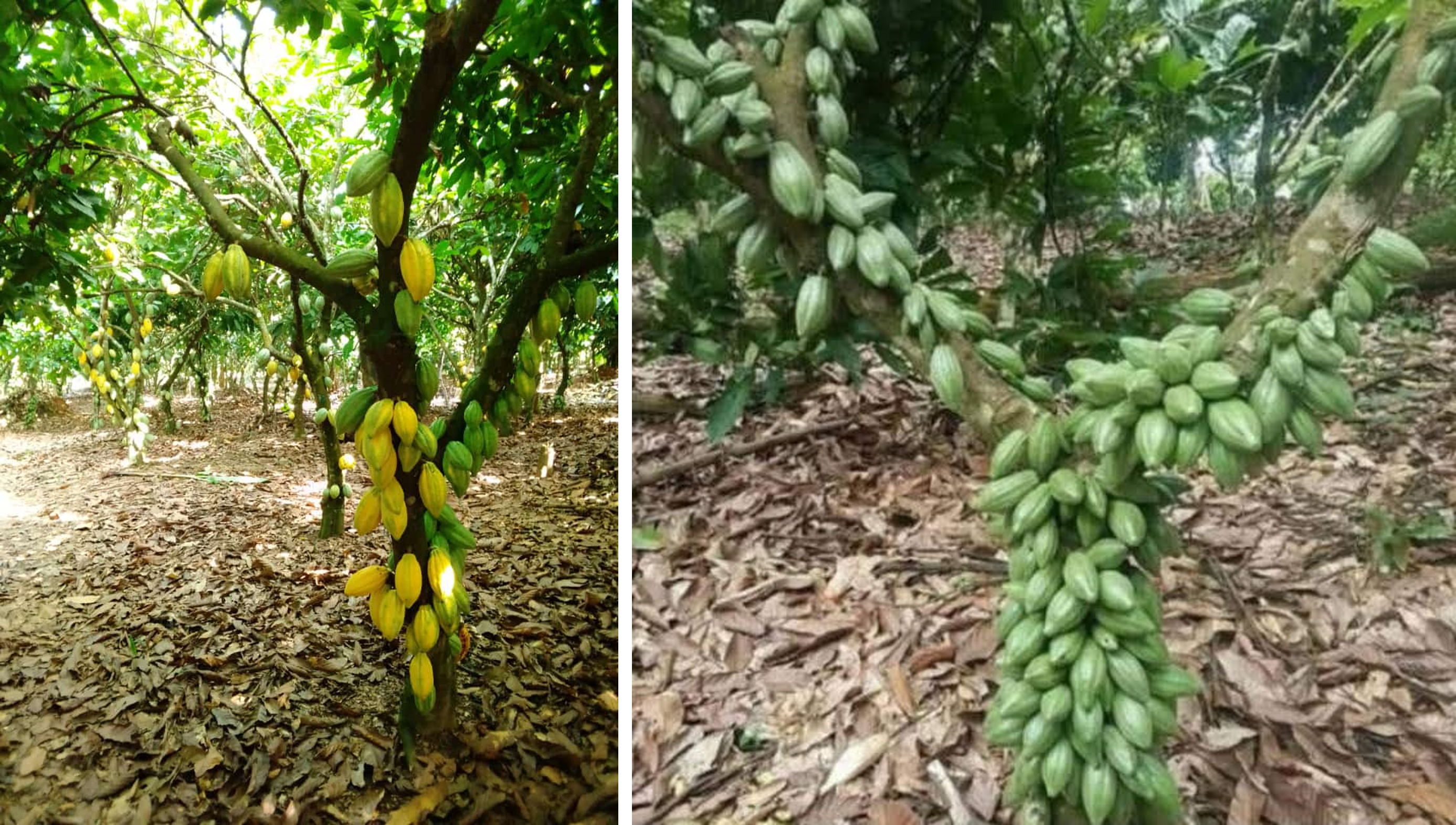 Cacao production: Challenges and Management Strategies