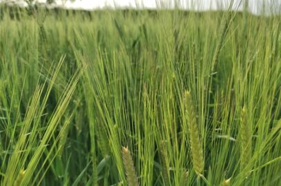 大麦的土壤准备工作、土壤要求以及播种要求
