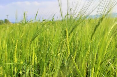 大麦的施肥要求和方法