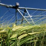 大麦的灌溉要求和方法