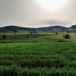 Anforderungen und Methoden für die Bewässerung von Weizen