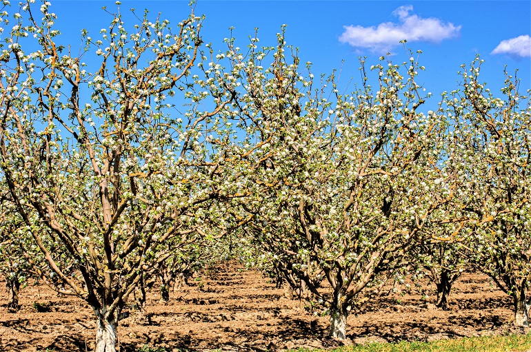 how to propagate apricot trees