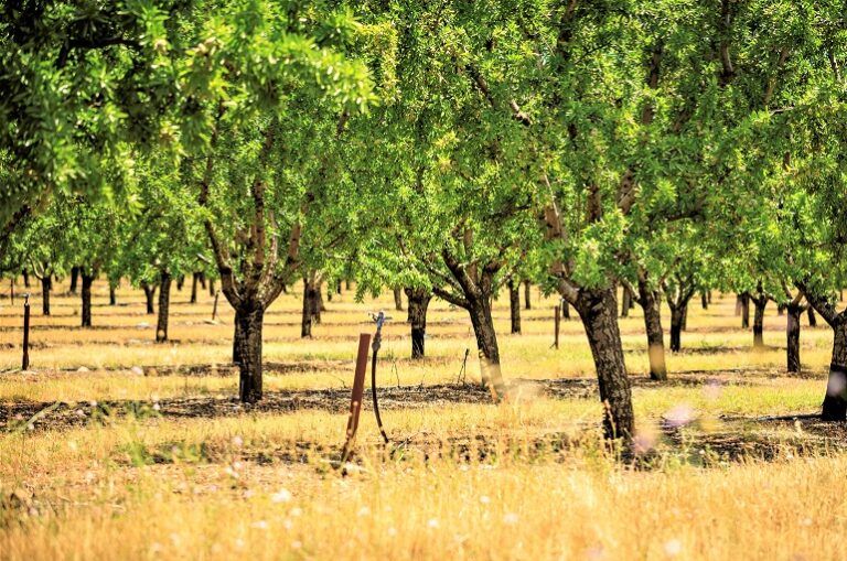 apricot-soil-requirements-soil-preparation-and-planting-wikifarmer