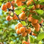 apricot tree fertilization