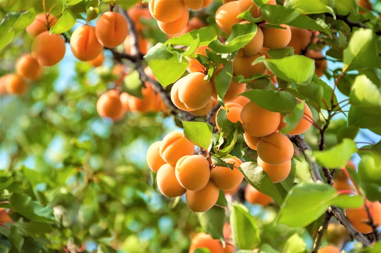 apricot tree fertilization