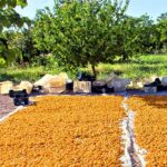 apricot tree harvest, yield and storage