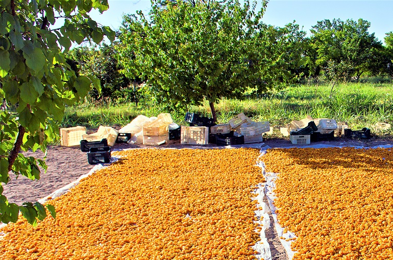 apricot tree harvest, yield and storage