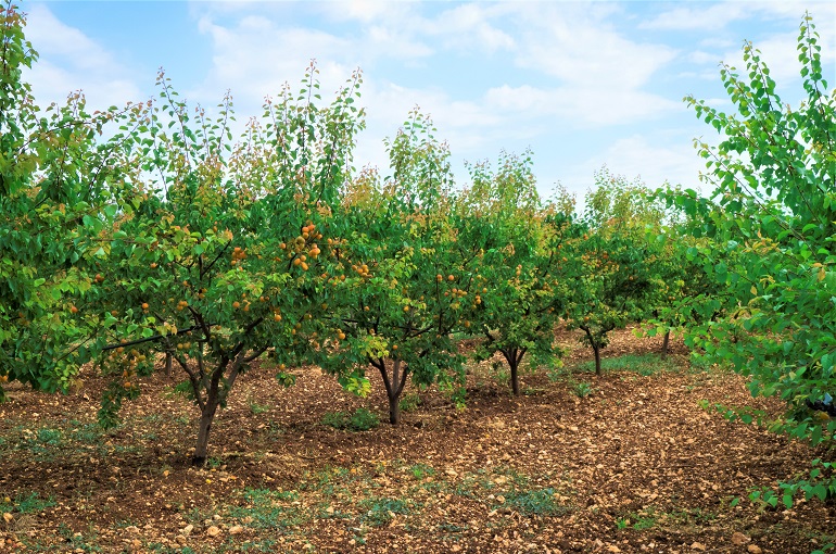 apricot tree irrigation