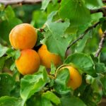 apricot tree pests and diseases