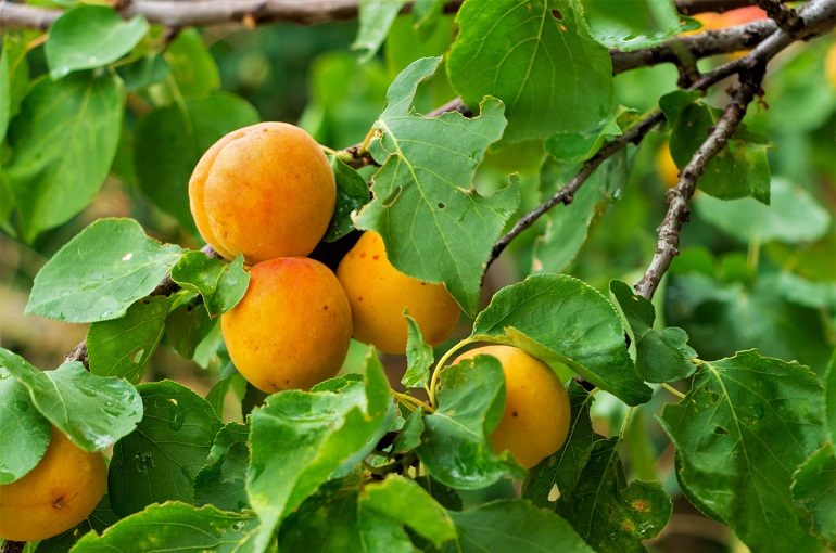 apricot tree pests and diseases