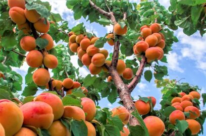 how to prune apricot tree
