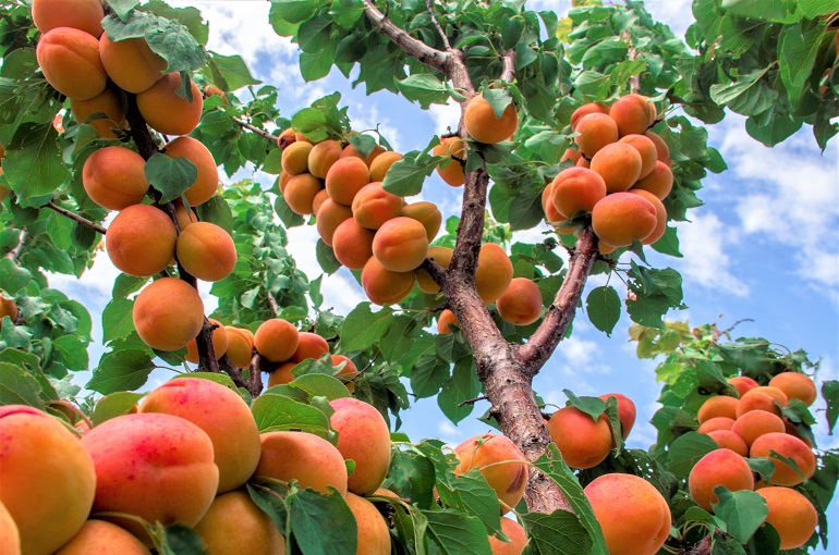 Prunus Armeniaca Harcot Apricot 45 OFF