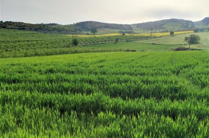 Bodenvorbereitung, Bodenanforderungen und Saatgutanforderungen im Weizenanbau