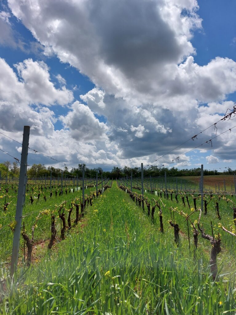 Cover crops in vineyards