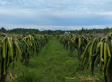Dragon Fruit Water Requirement and Irrigation Systems