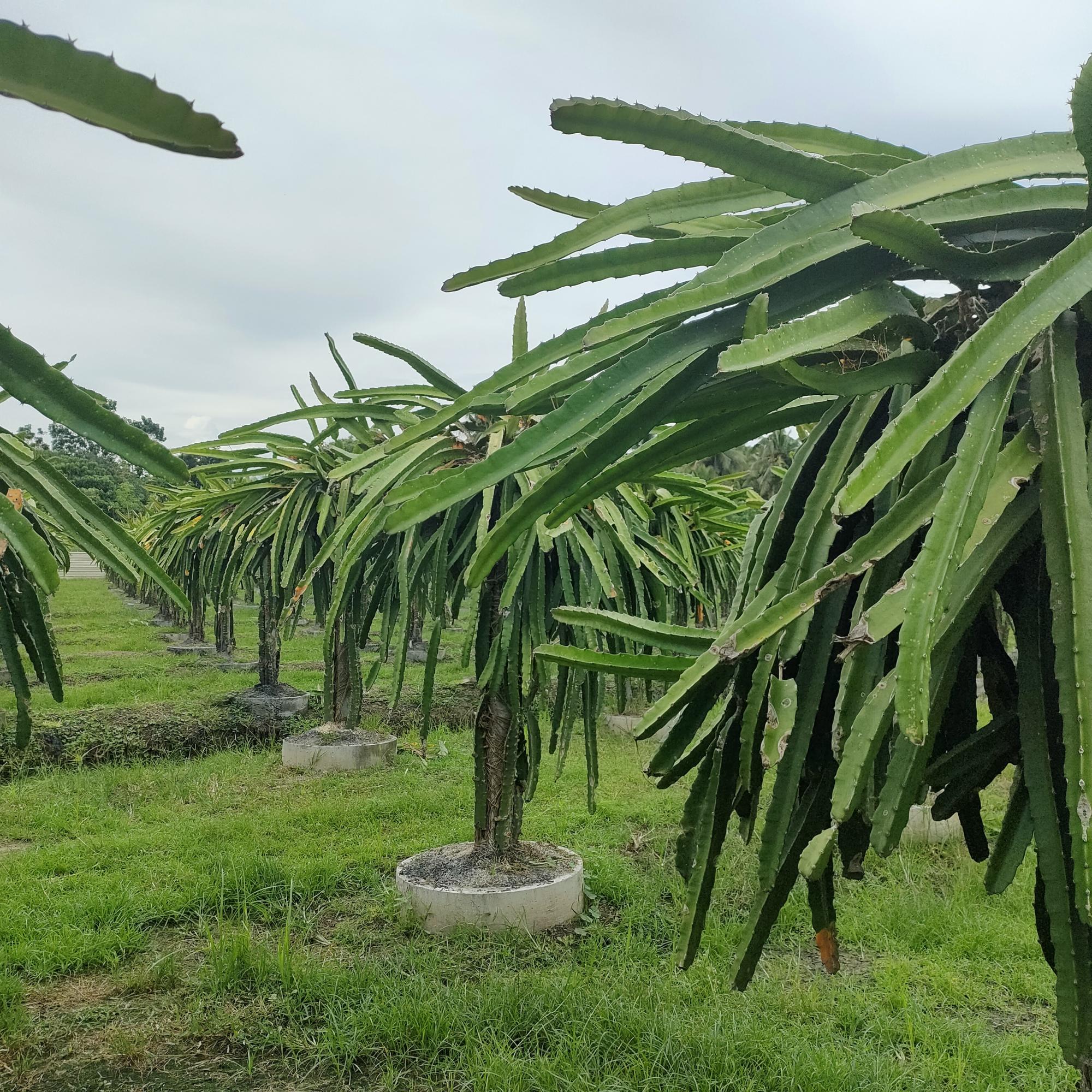 how to grow dragon fruit tree