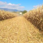 Ertrag, Ernte und Nacherntebehandlung von Mais