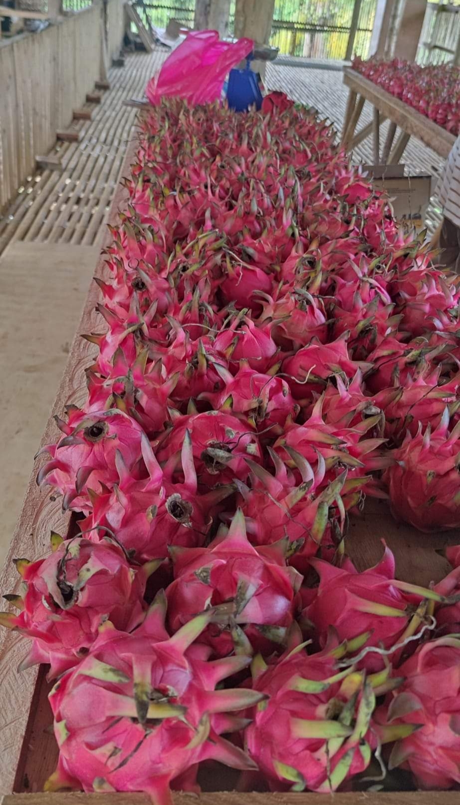 Dragon Fruit Harvest and Storage Wikifarmer