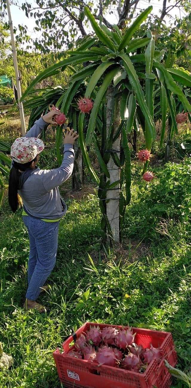 Dragon Fruit Harvest And Storage Wikifarmer 3105