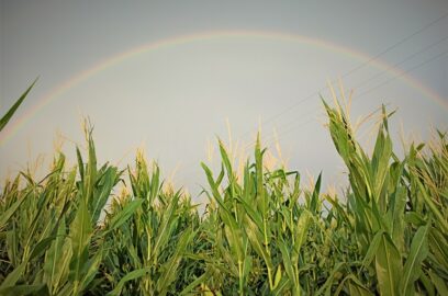 Hoe mais te verbouwen voor winst - Mais verbouw gids