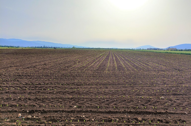 Mais grond voorbereiding, grond vereisten en zaaibenodigdheden