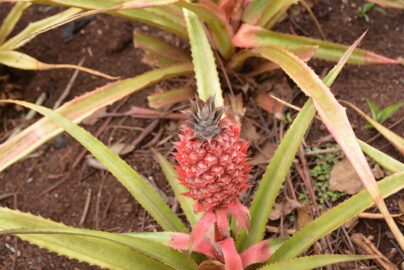 pineapple fertilization