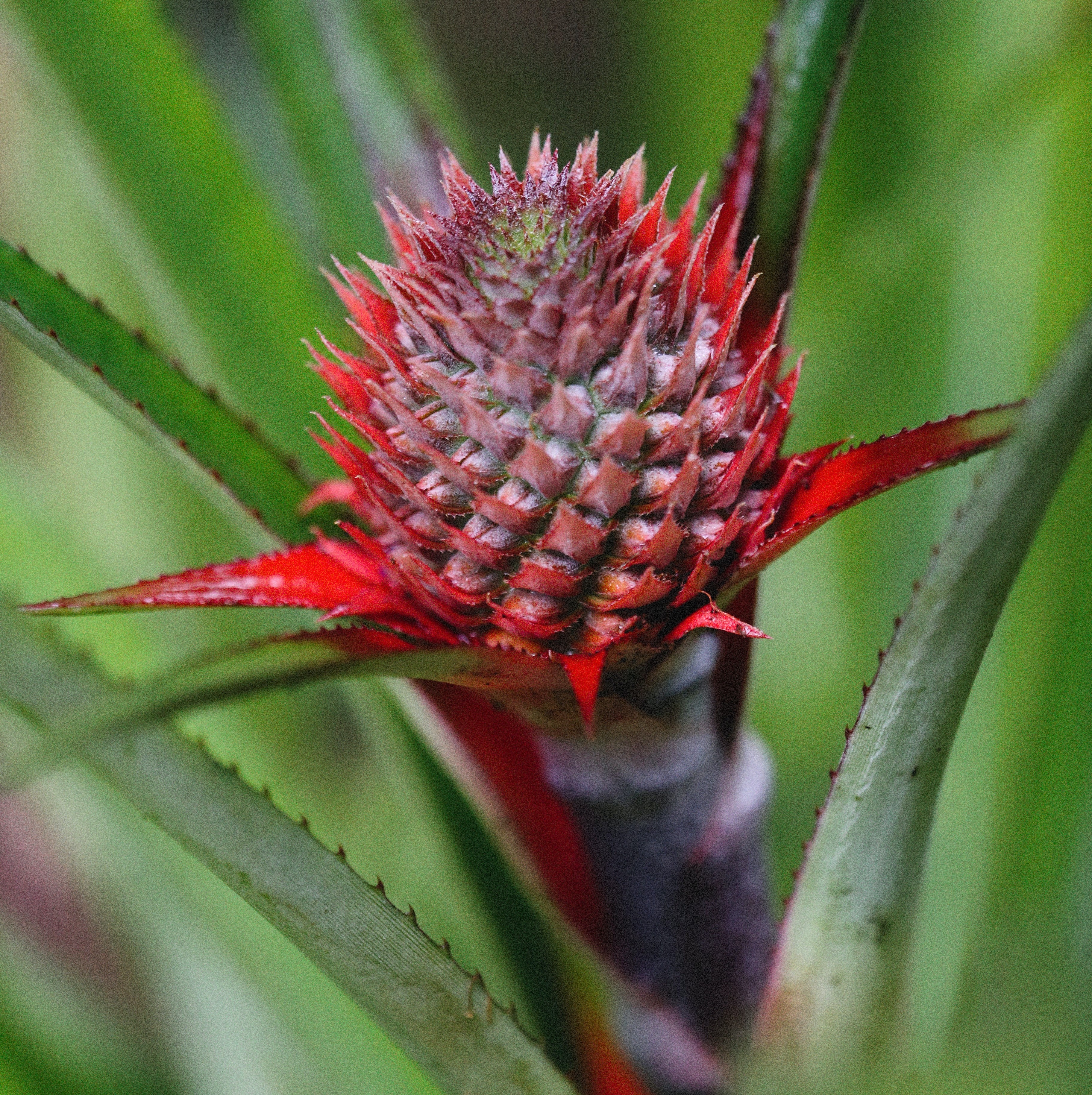 Pineapple Flowering, Pollination, and Pruning